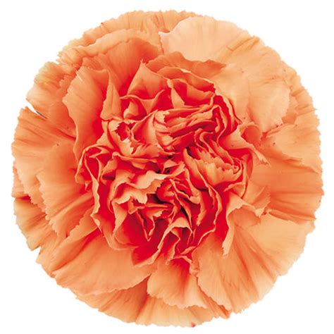 hermes orange carnations|orange hermes for sale.